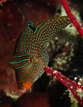 Sharpnose Puffer
